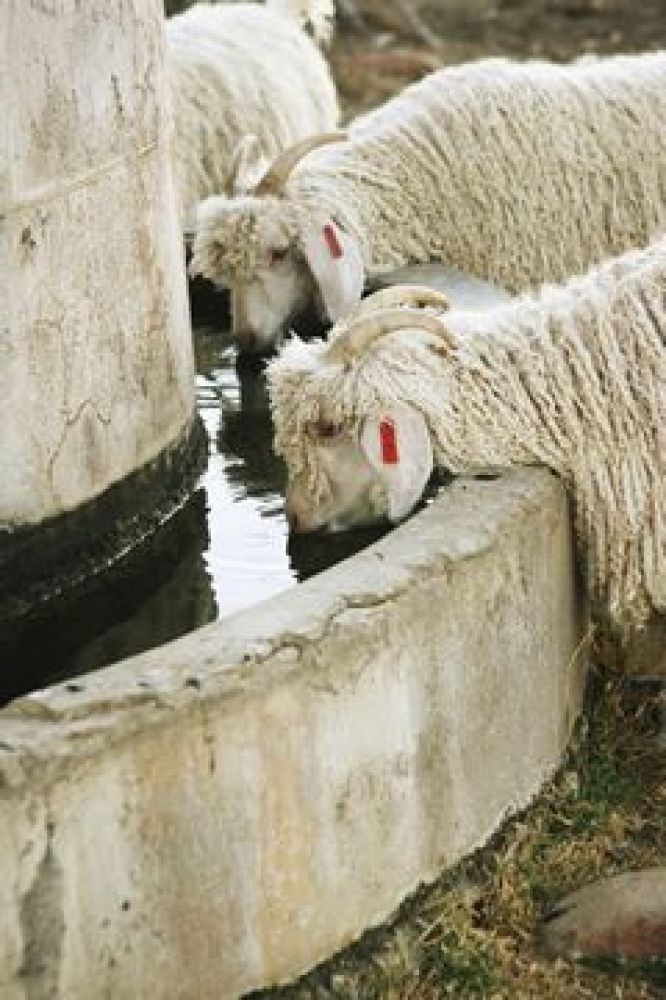 Caring for the Angoras