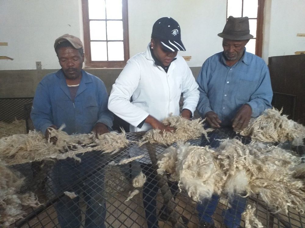 SHEARING IN FEBRUARY 2020