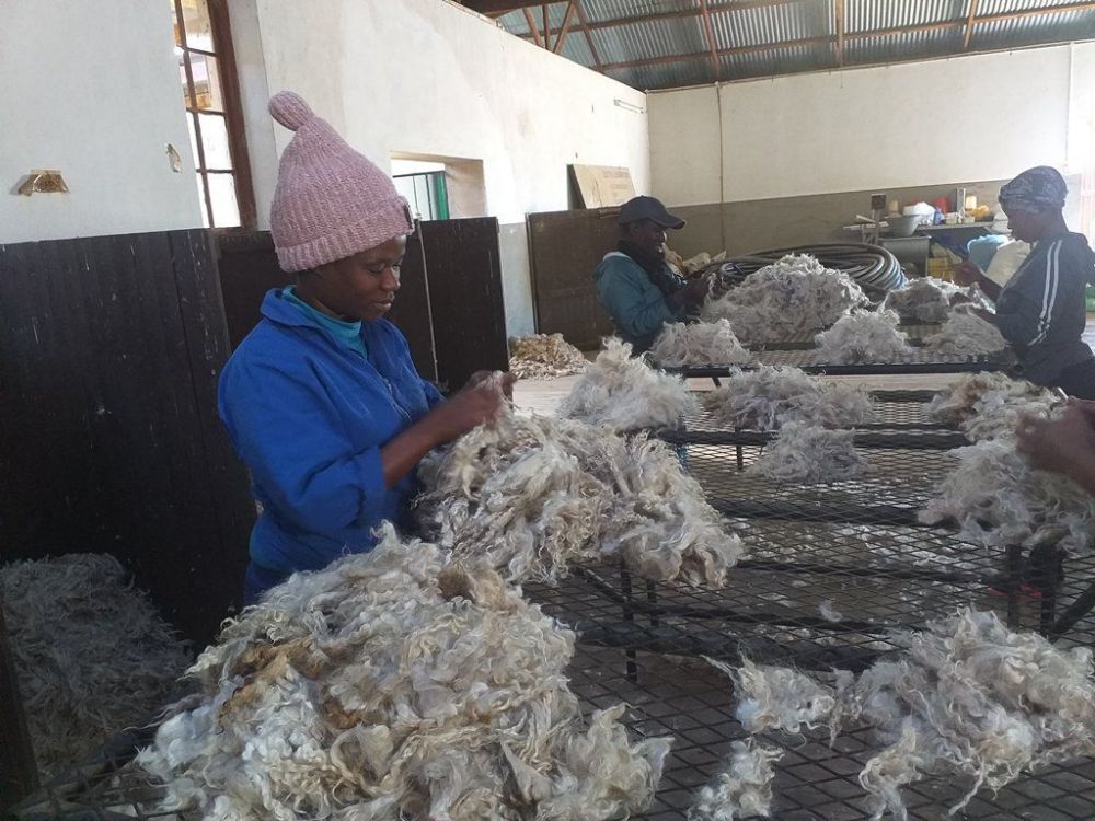 During Shearing in July 2019
