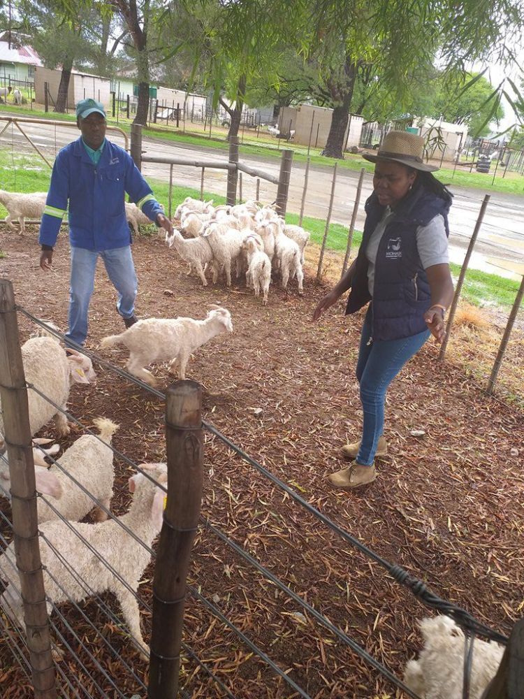 Selecting goats for purchase