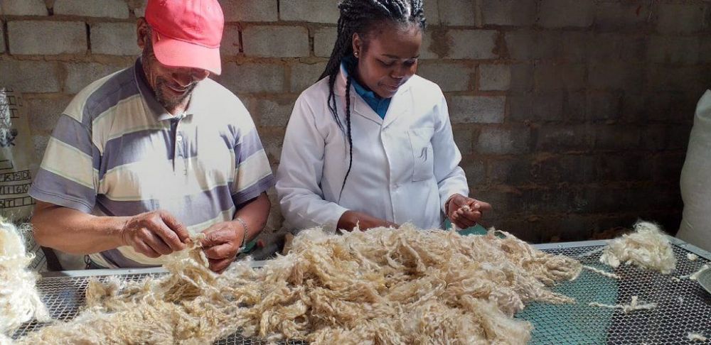 Shearing Time April 2019