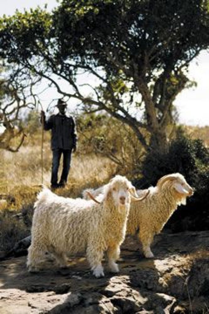 Looking after the Angoras